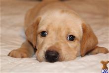 labrador retriever puppy posted by Patrick Allen